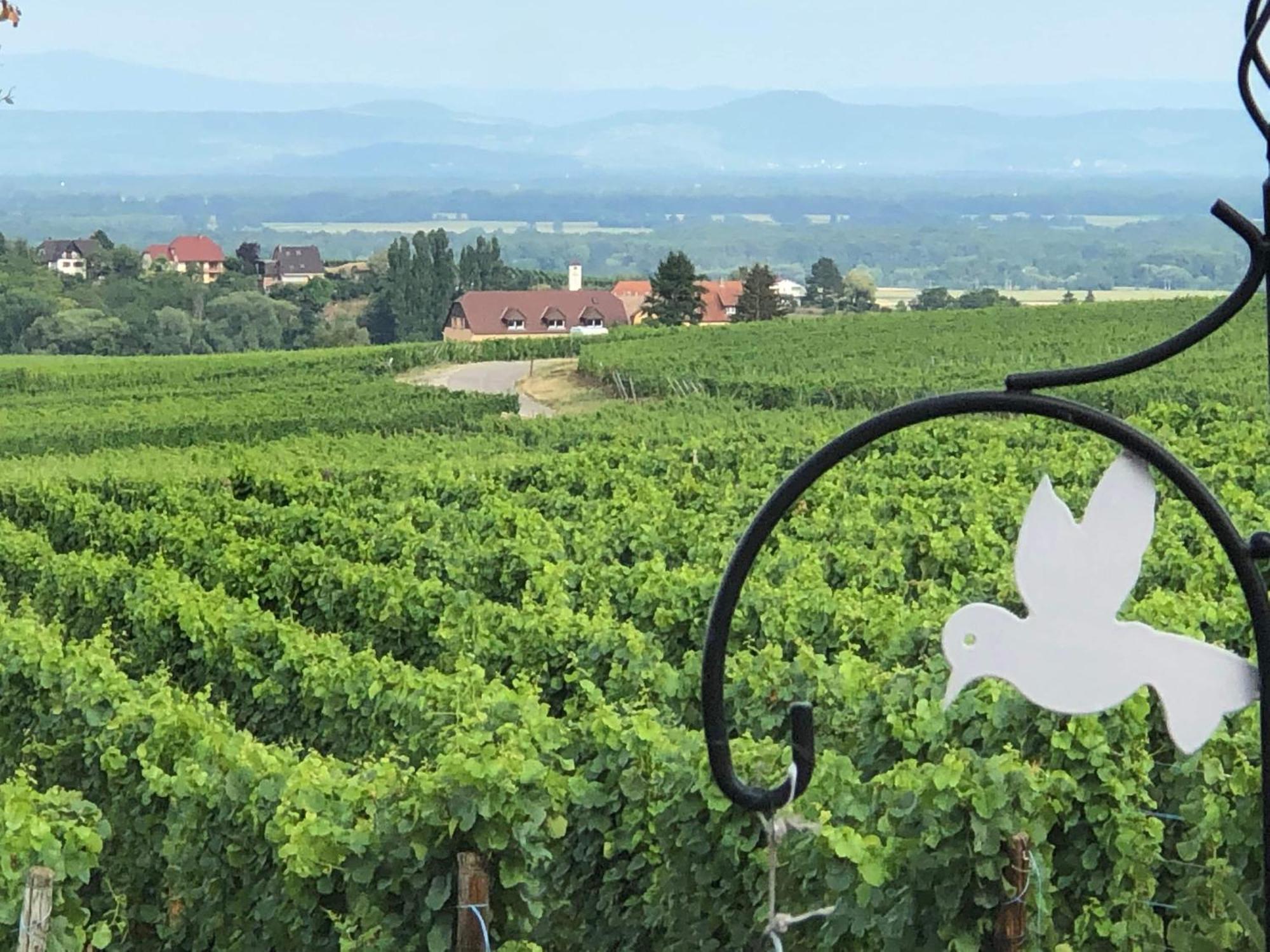 Gite Riquewihr "C'Est Beau La Vie Alsace" Exterior photo